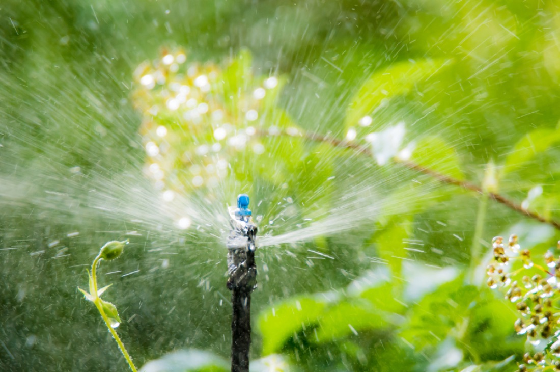 Drip irrigation watering plants in a Ponte Vedra Beach bed
